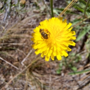 Lasioglossum sp. (genus) at Justice Robert Hope Reserve (JRH) - 27 Jan 2024