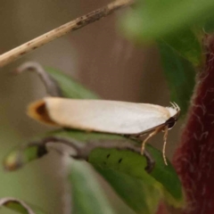 Scieropepla polyxesta (A Gelechioid moth (Xyloryctidae)) at O'Connor, ACT - 26 Jan 2024 by ConBoekel