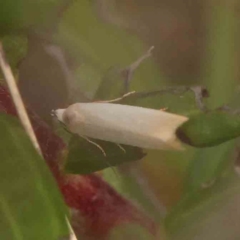 Scieropepla polyxesta at Dryandra St Woodland - 26 Jan 2024