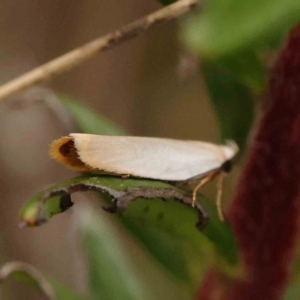 Scieropepla polyxesta at Dryandra St Woodland - 26 Jan 2024 11:55 AM