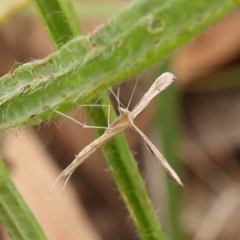 Stenoptilia zophodactylus (Dowdy Plume Moth) at O'Connor, ACT - 26 Jan 2024 by ConBoekel