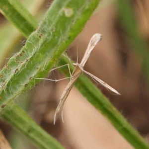 Stenoptilia zophodactylus at Dryandra St Woodland - 26 Jan 2024