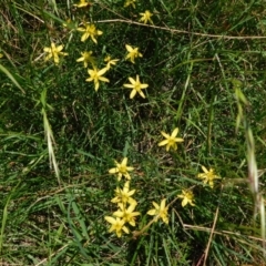 Tricoryne elatior (Yellow Rush Lily) at Symonston, ACT - 27 Jan 2024 by CallumBraeRuralProperty
