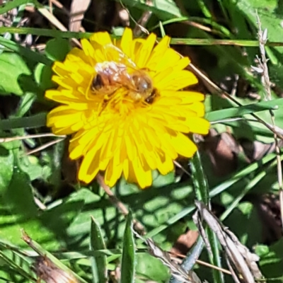 Apis mellifera (European honey bee) at Watson Woodlands - 26 Jan 2024 by abread111