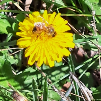 Apis mellifera (European honey bee) at Justice Robert Hope Reserve (JRH) - 27 Jan 2024 by abread111