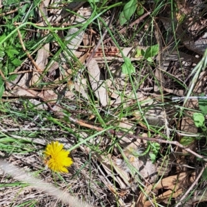 Apis mellifera at Justice Robert Hope Reserve (JRH) - 27 Jan 2024