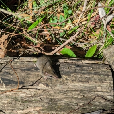 Antechinus agilis (Agile Antechinus) at Tidbinbilla Nature Reserve - 27 Jan 2024 by Tempesta