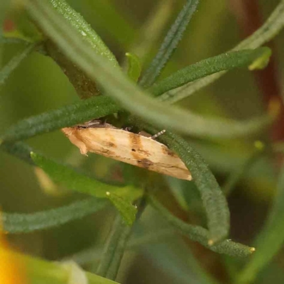 Merophyas divulsana (Lucerne Leafroller (Tortricinae, Archipini) at Dryandra St Woodland - 26 Jan 2024 by ConBoekel