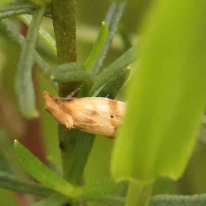 Merophyas divulsana at Dryandra St Woodland - 26 Jan 2024