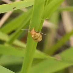 Merophyas divulsana at Dryandra St Woodland - 26 Jan 2024