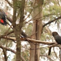 Calyptorhynchus lathami lathami (Glossy Black-Cockatoo) at High Range - 27 Jan 2024 by Snowflake