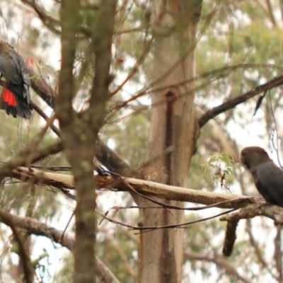 Calyptorhynchus lathami (Glossy Black-Cockatoo) at Jellore State Forest - 26 Jan 2024 by Snowflake