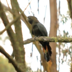 Calyptorhynchus lathami lathami at Wingecarribee Local Government Area - suppressed