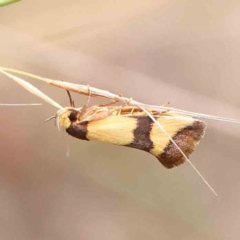 Chrysonoma fascialis (A concealer moth) at Dryandra St Woodland - 26 Jan 2024 by ConBoekel