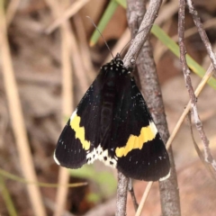 Eutrichopidia latinus (Yellow-banded Day-moth) at Dryandra St Woodland - 26 Jan 2024 by ConBoekel