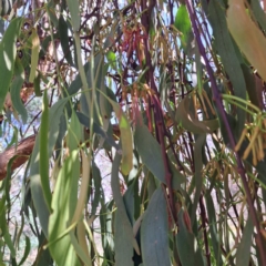 Amyema miquelii (Box Mistletoe) at Justice Robert Hope Reserve (JRH) - 27 Jan 2024 by abread111