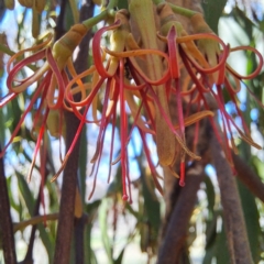 Amyema miquelii at Justice Robert Hope Reserve (JRH) - 27 Jan 2024