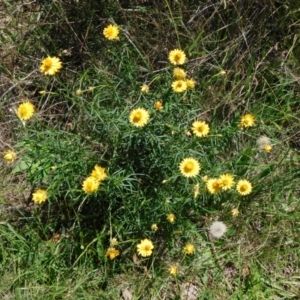 Xerochrysum viscosum at Symonston, ACT - 27 Jan 2024 02:00 PM