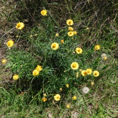 Xerochrysum viscosum (Sticky Everlasting) at Symonston, ACT - 27 Jan 2024 by CallumBraeRuralProperty