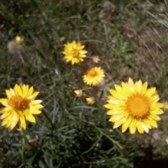 Xerochrysum viscosum at Symonston, ACT - 27 Jan 2024 02:00 PM