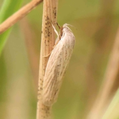 Scieropepla reversella (A Gelechioid moth (Xyloryctidae)) at Dryandra St Woodland - 26 Jan 2024 by ConBoekel