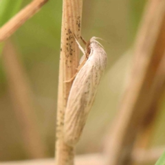 Scieropepla reversella at Dryandra St Woodland - 26 Jan 2024