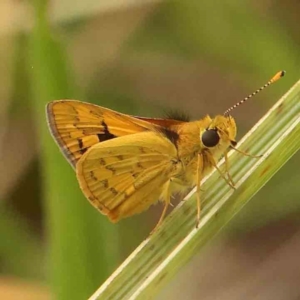 Ocybadistes walkeri at Dryandra St Woodland - 26 Jan 2024