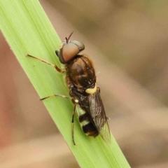 Odontomyia hunteri (Soldier fly) at O'Connor, ACT - 26 Jan 2024 by ConBoekel