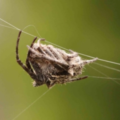 Unidentified Orb-weaving spider (several families) at O'Connor, ACT - 26 Jan 2024 by ConBoekel