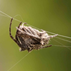 Backobourkia (genus) (An orb weaver) at O'Connor, ACT - 26 Jan 2024 by ConBoekel