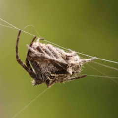 Backobourkia sp. (genus) (An orb weaver) at O'Connor, ACT - 26 Jan 2024 by ConBoekel