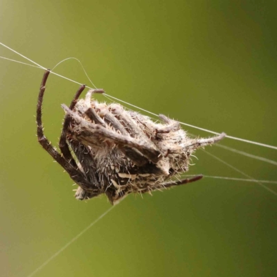 Backobourkia (genus) (An orb weaver) at O'Connor, ACT - 26 Jan 2024 by ConBoekel