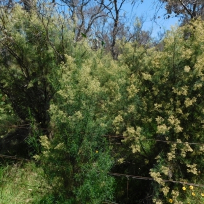 Cassinia quinquefaria (Rosemary Cassinia) at Symonston, ACT - 27 Jan 2024 by CallumBraeRuralProperty