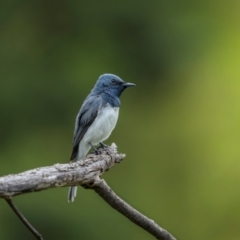 Myiagra rubecula (Leaden Flycatcher) at Ainslie, ACT - 23 Jan 2024 by trevsci