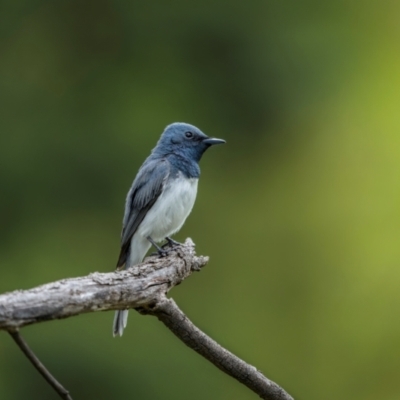 Myiagra rubecula (Leaden Flycatcher) at Mount Ainslie - 23 Jan 2024 by trevsci