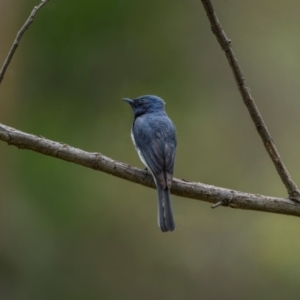 Myiagra rubecula at Mount Ainslie - 23 Jan 2024