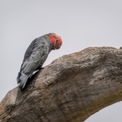 Callocephalon fimbriatum (identifiable birds) (Gang-gang Cockatoo (named birds)) at Ainslie, ACT - 23 Jan 2024 by trevsci