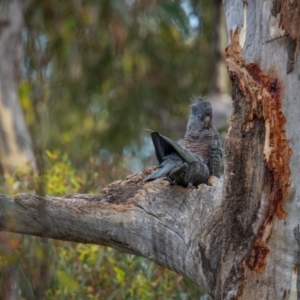 Callocephalon fimbriatum (identifiable birds) at Mount Ainslie - 24 Jan 2024