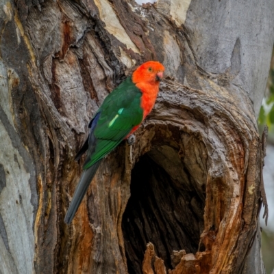 Alisterus scapularis (Australian King-Parrot) at Hackett, ACT - 23 Jan 2024 by trevsci