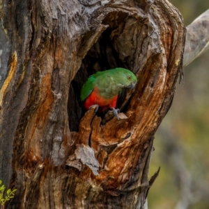 Alisterus scapularis at Mount Majura - suppressed