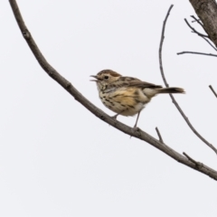 Pyrrholaemus sagittatus (Speckled Warbler) at Watson, ACT - 22 Jan 2024 by trevsci