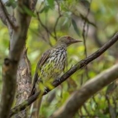 Oriolus sagittatus (Olive-backed Oriole) at Ainslie, ACT - 26 Jan 2024 by trevsci