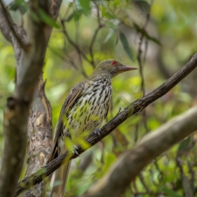 Oriolus sagittatus (Olive-backed Oriole) at Mount Ainslie - 26 Jan 2024 by trevsci