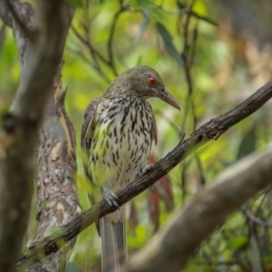 Oriolus sagittatus at Mount Ainslie - 26 Jan 2024