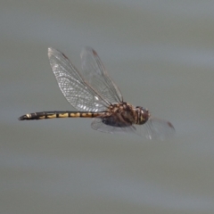 Hemicordulia tau at Symonston, ACT - 27 Jan 2024