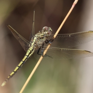 Orthetrum caledonicum at Nail Can Hill - 27 Jan 2024 09:11 AM