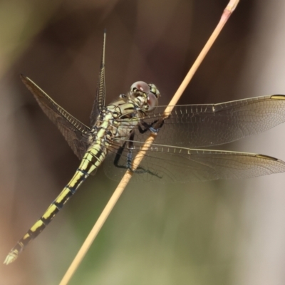 Orthetrum caledonicum at Albury, NSW - 26 Jan 2024 by KylieWaldon