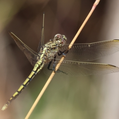 Unidentified Dragonfly (Anisoptera) at Nail Can Hill - 26 Jan 2024 by KylieWaldon