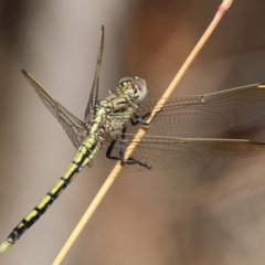 Orthetrum caledonicum at Nail Can Hill - 27 Jan 2024 09:11 AM