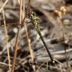 Hemicordulia tau (Tau Emerald) at Albury - 26 Jan 2024 by KylieWaldon